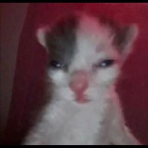 Meet your Posher, Johnae